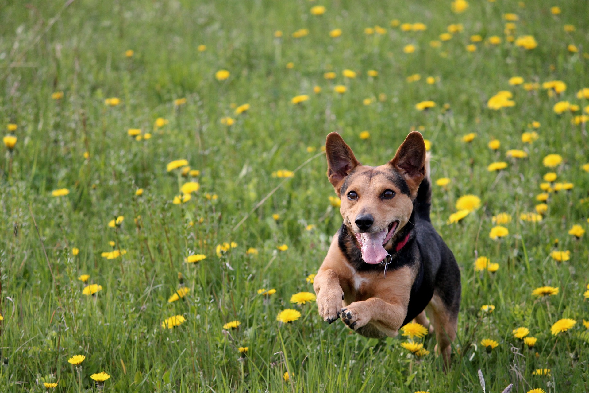 Vet Near Me Hackettstown NJ 07840 Hackettstown Animal Hospital