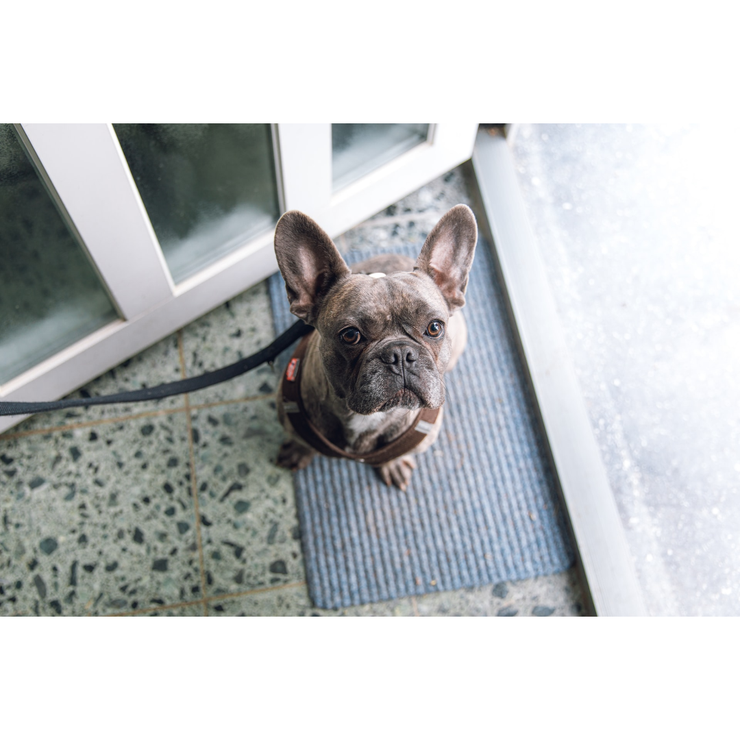 5-steps-to-training-your-dog-to-walk-calmly-on-a-leash-hackettstown