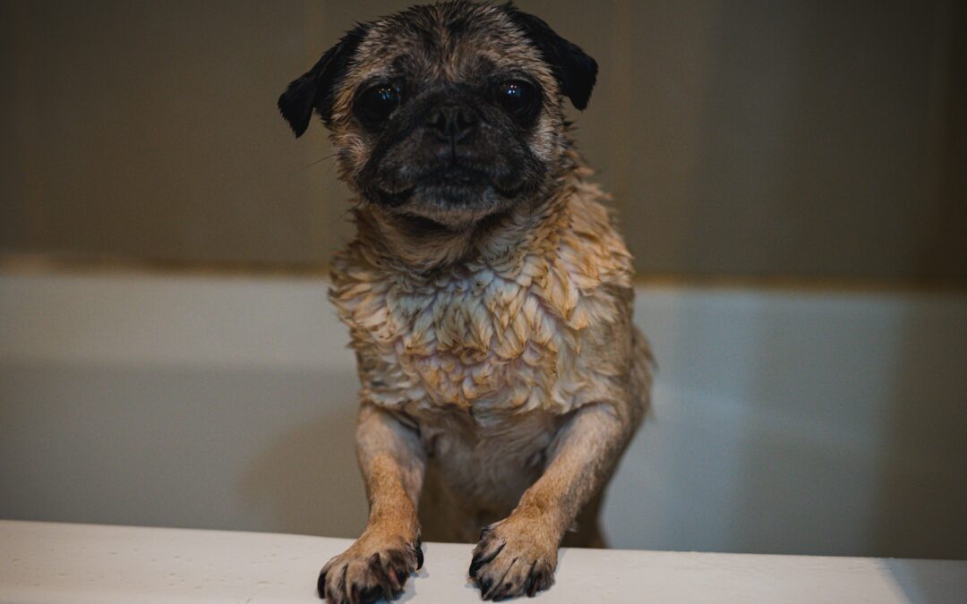 Choosing the Appropriate Shampoo for the Well-being of Your Canine Companion’s Skin and Fur