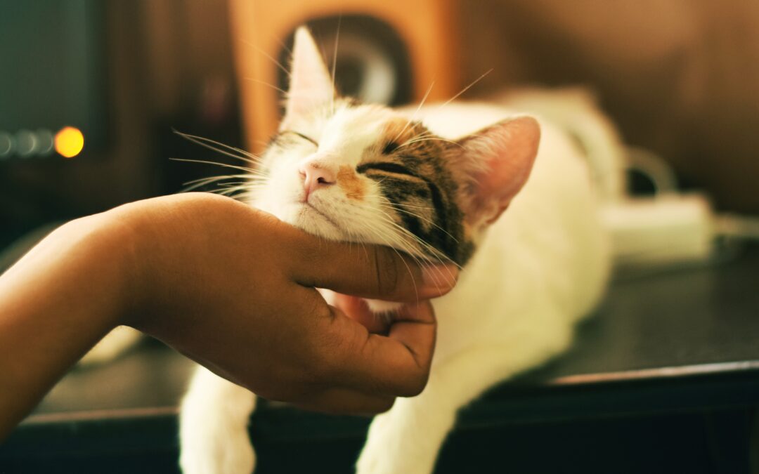 White and brown cat being scratched under chin