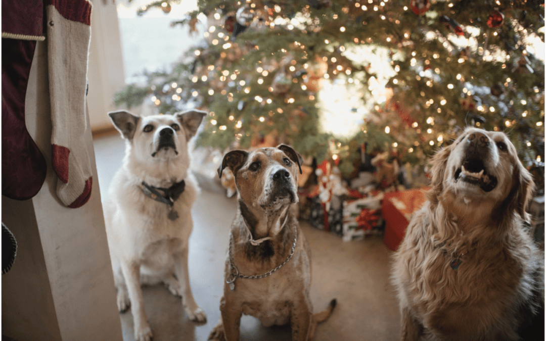 Three dogs looking up sitting in front of a Christmas tree