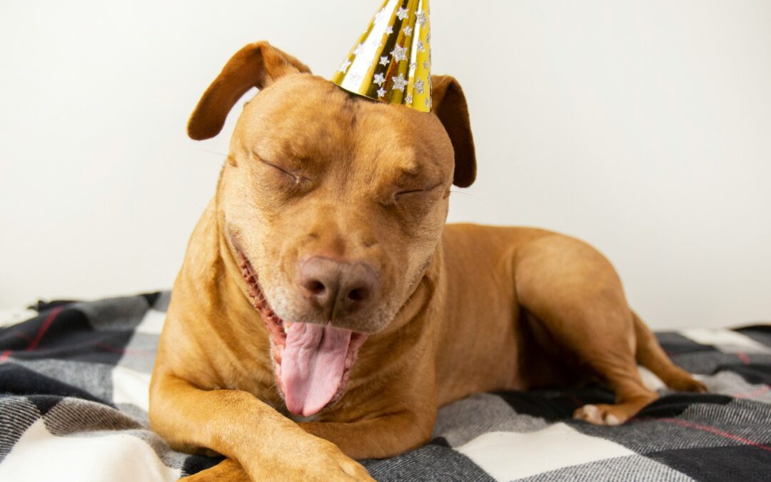 Pet Resolutions for the New Year