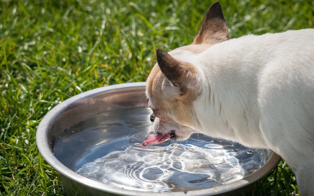 Pet Hydration Basics: Are They Getting Enough Water?