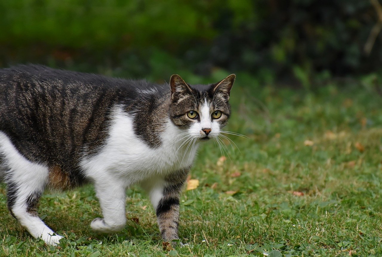 Understanding the Low Rate of Lyme Disease in Felines Hackettstown Animal Hospital