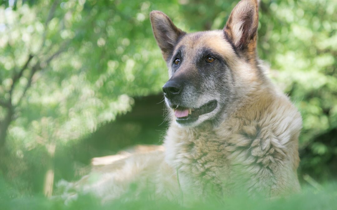 Why Preventive Health Screenings Are Essential for Senior Pets